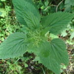 How to Cook Weeds From Your Garden