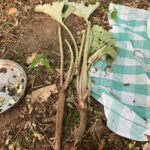Burdock — a common plant with plenty uses