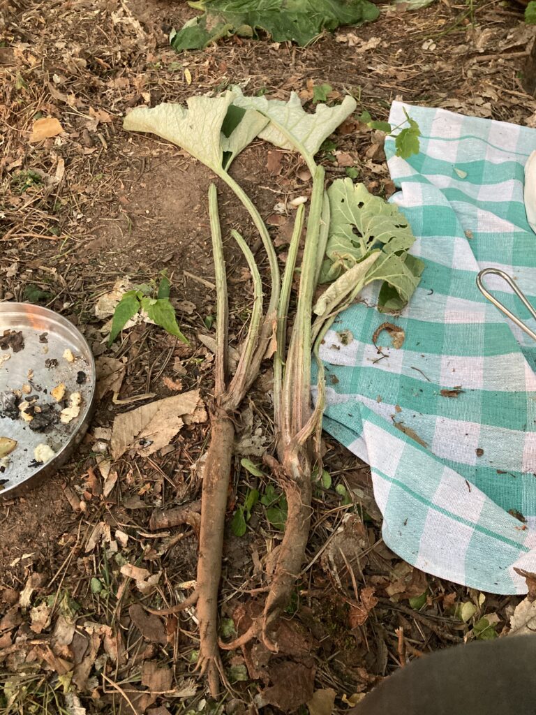 Burdock — a common plant with plenty uses