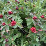 Wild Fruit of Lapland (Sweden)