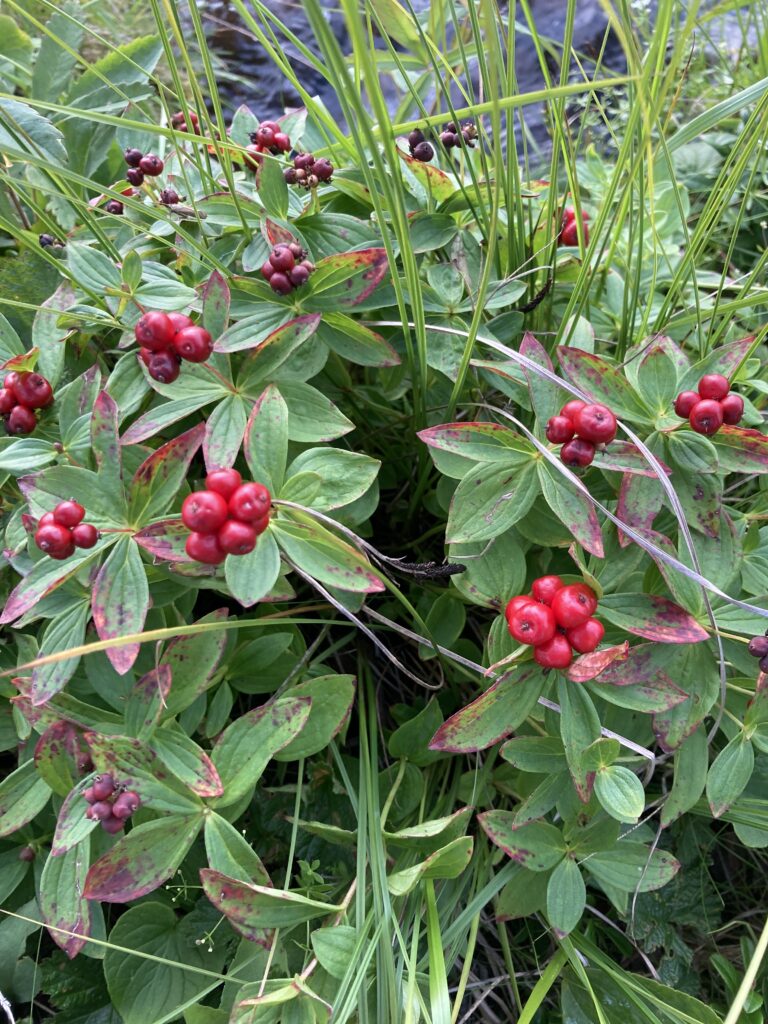Wild Fruit of Lapland (Sweden)